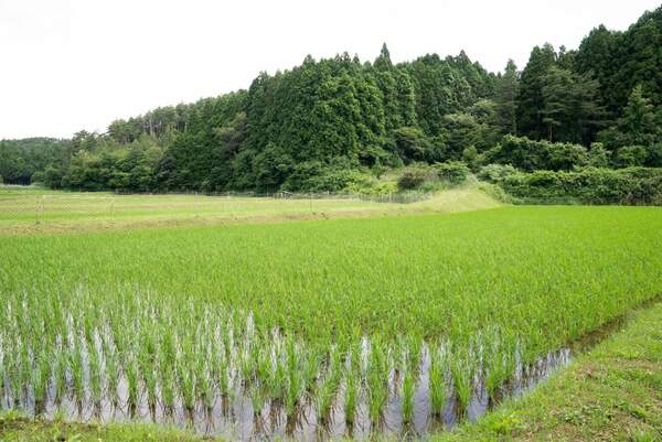 南三陸BIOの液肥を用いたお米は、「めぐりん米」と呼ばれているよ