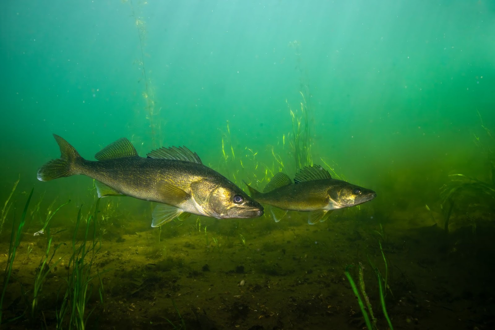 魚が見えたらピンポン！　オランダの川のチャイムの画像（がぞう）
